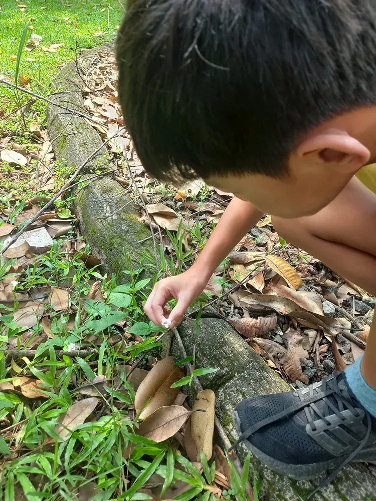 A young boy is looking at a lizard in the grass.