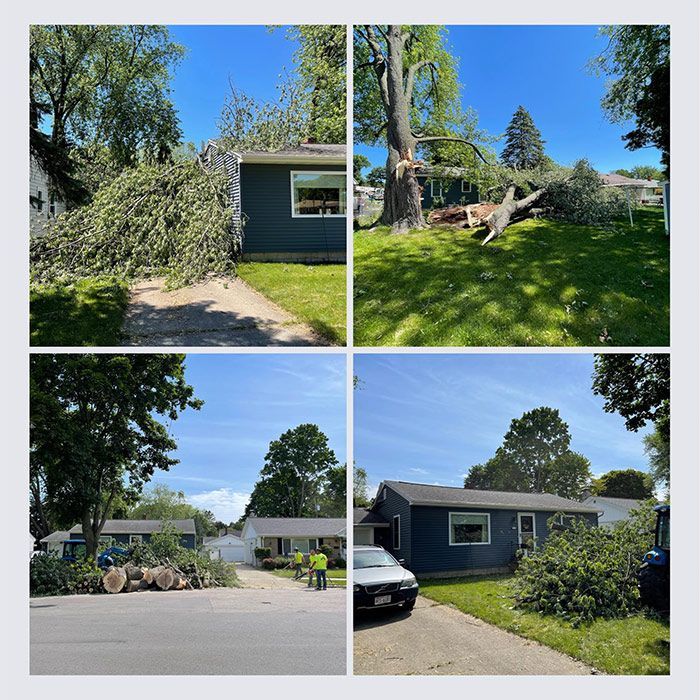 Portrait Of An Before And After Tree Cutting - Appleton, WI - TREE B GONE