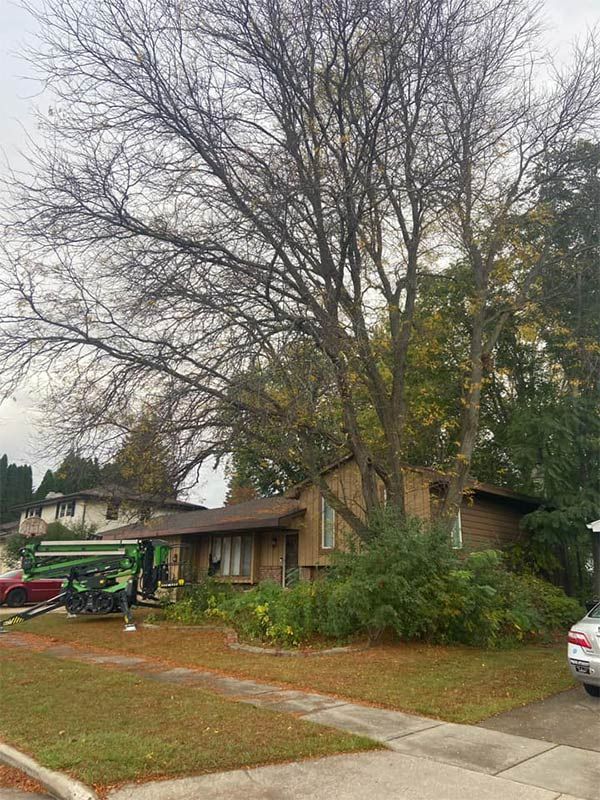Dead Tree Stand On A Residential House - Appleton, WI - TREE B GONE