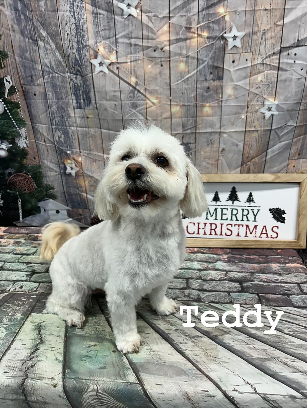 Grooming Haven Pet Salon Dog Hair Trimming Newburgh, IN