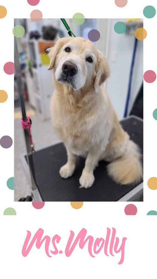 Grooming Haven Pet Salon Dog Hair Trimming Newburgh, IN