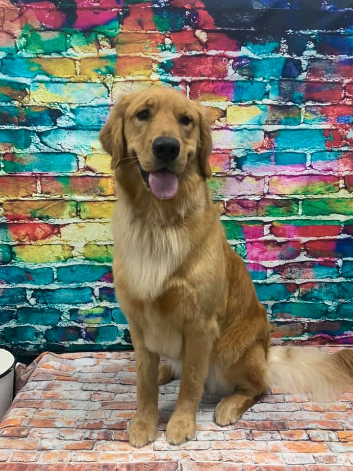 Grooming Haven Pet Salon Newburgh IN Evansville IN