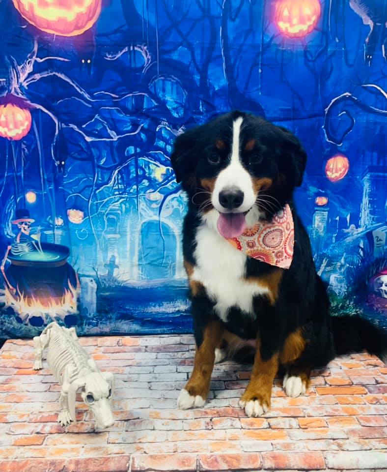 Grooming Haven Pet Salon Newburgh IN Evansville IN