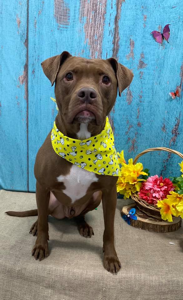 Grooming Haven Pet Salon Dog Hair Trimming Newburgh, IN