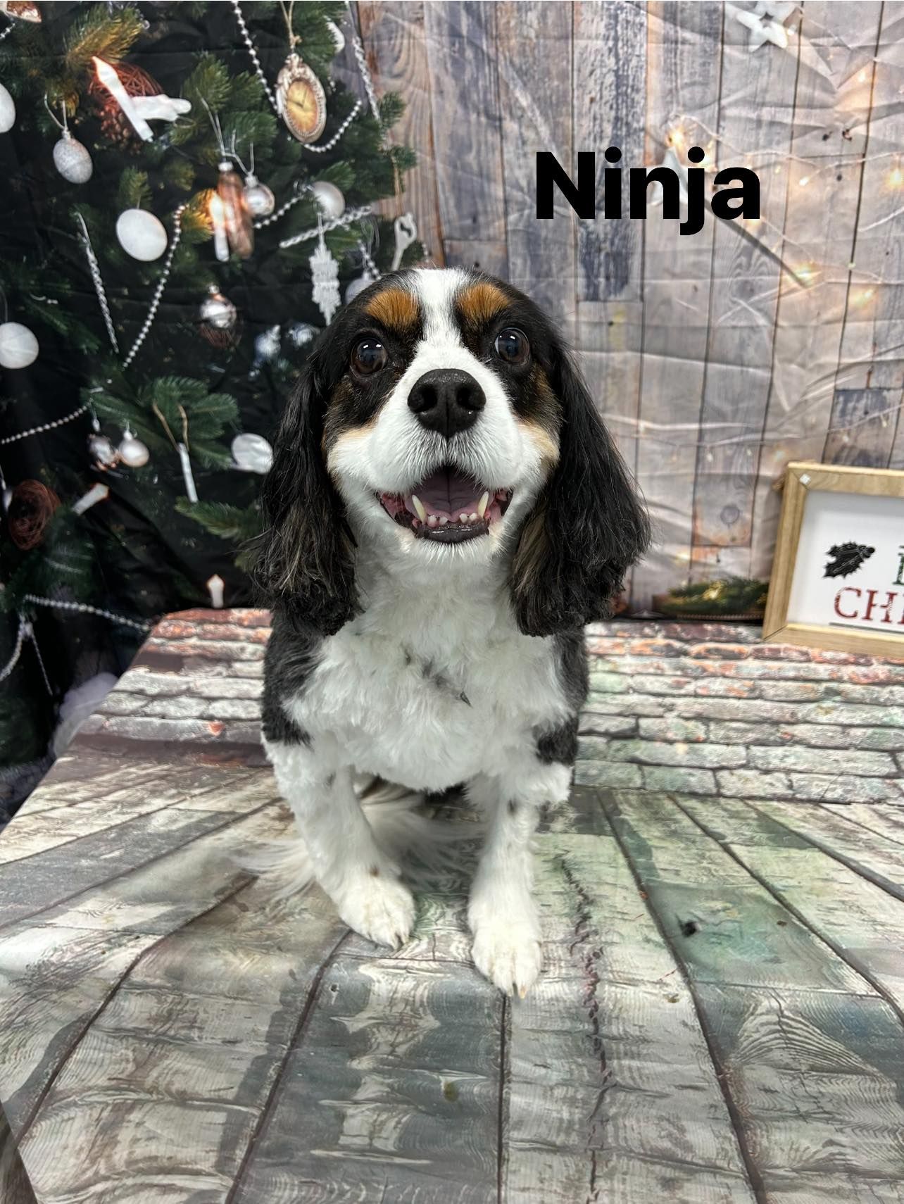 Grooming Haven Pet Salon Dog Hair Trimming Newburgh, IN