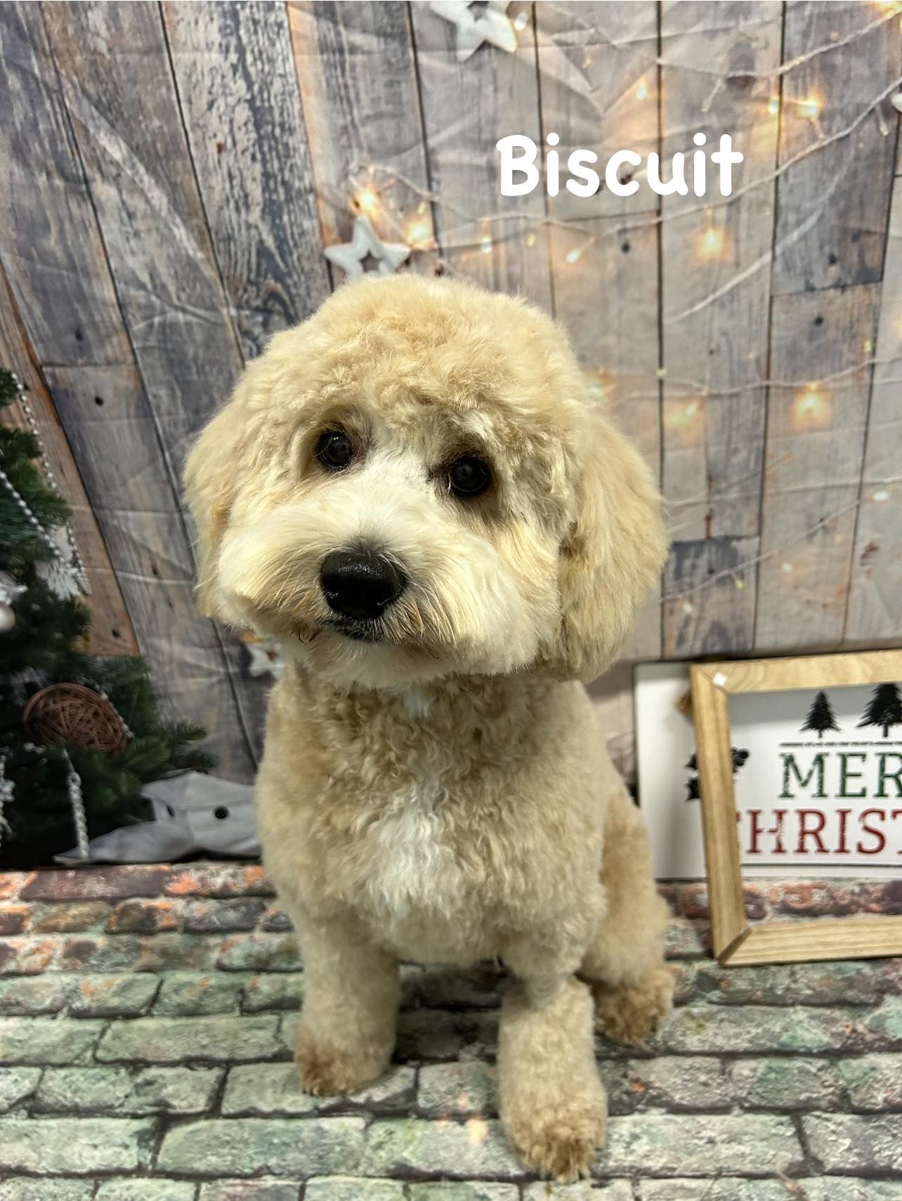 Grooming Haven Pet Salon Dog Hair Trimming Newburgh, IN