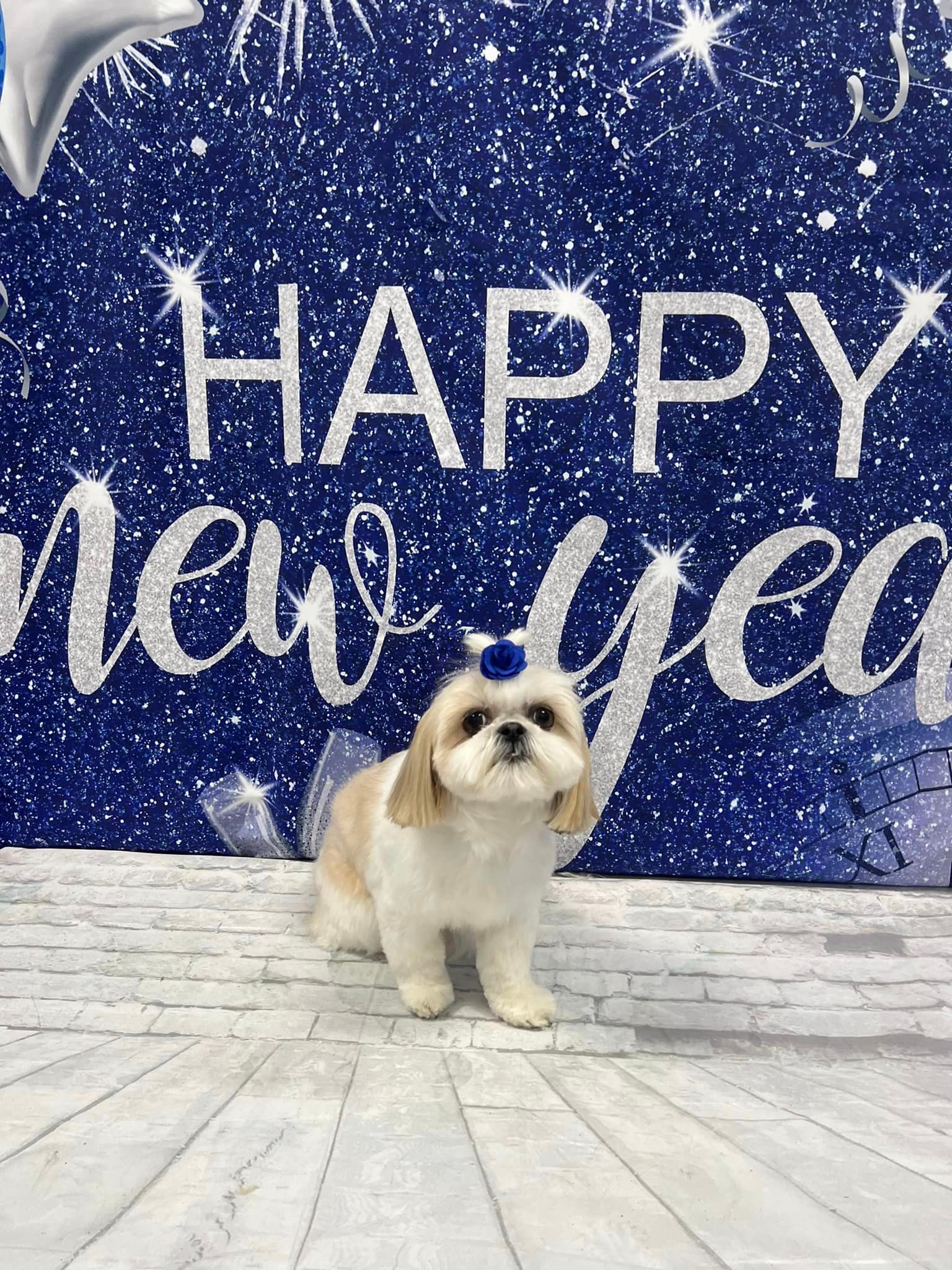 Grooming Haven Pet Salon Dog Hair Trimming Newburgh, IN