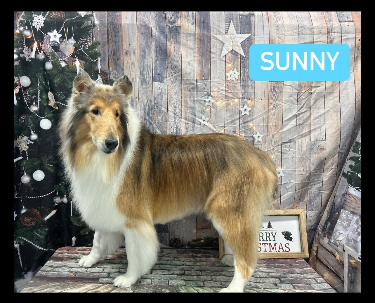 Grooming Haven Pet Salon Dog Hair Trimming Newburgh, IN
