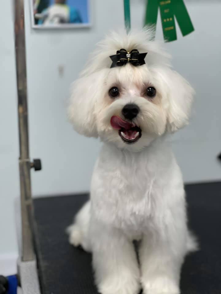 Grooming Haven Pet Salon Newburgh IN Evansville IN