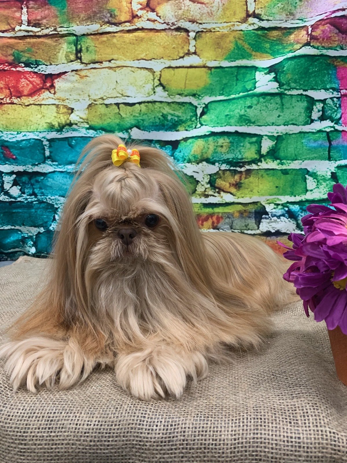 Grooming Haven Pet Salon Dog Hair Trimming Newburgh, IN