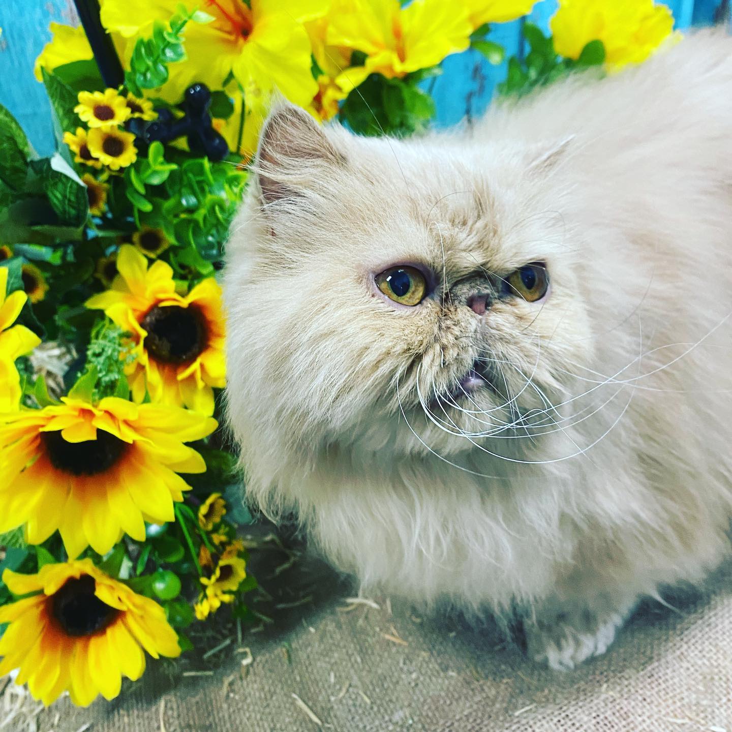 Grooming Haven Pet Salon Dog Hair Trimming Newburgh, IN