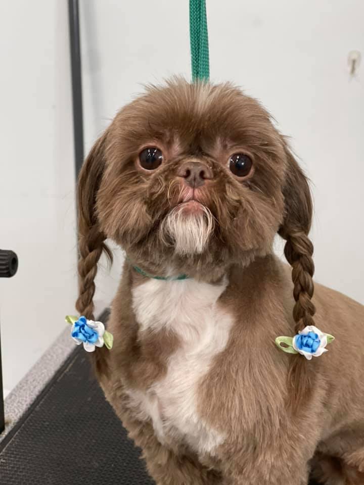 Grooming Haven Pet Salon Dog Hair Trimming Newburgh, IN