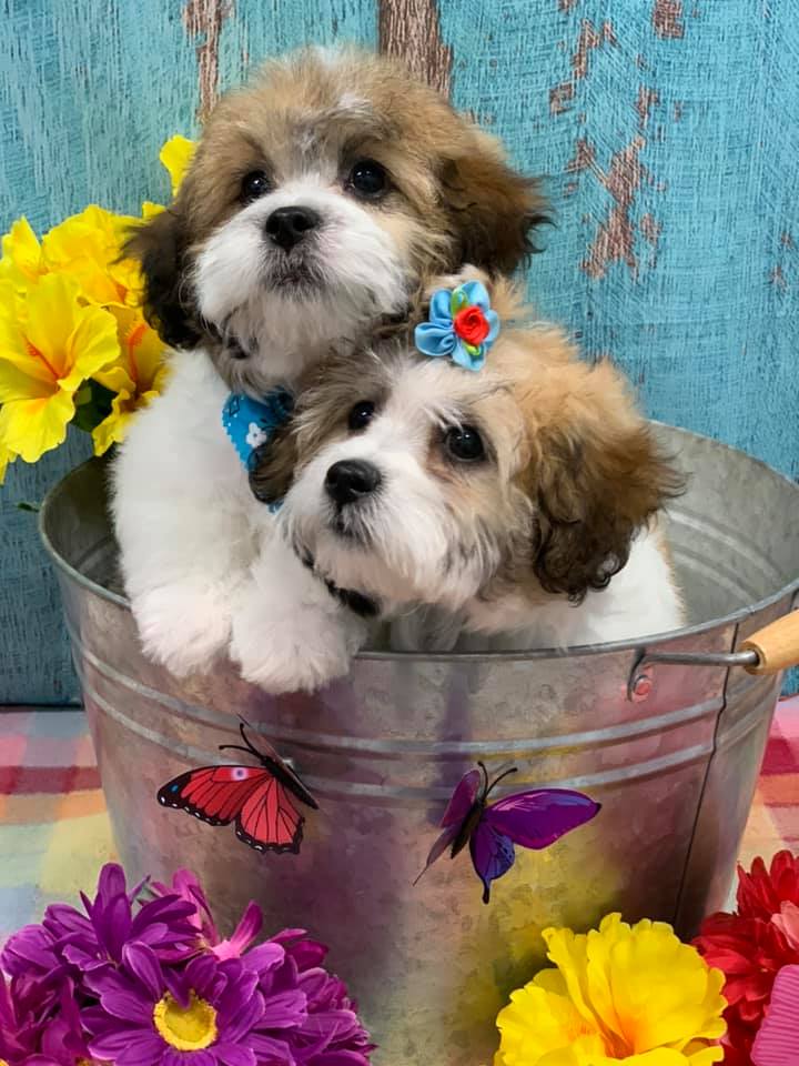 Grooming Haven Pet Salon Newburgh IN Evansville IN