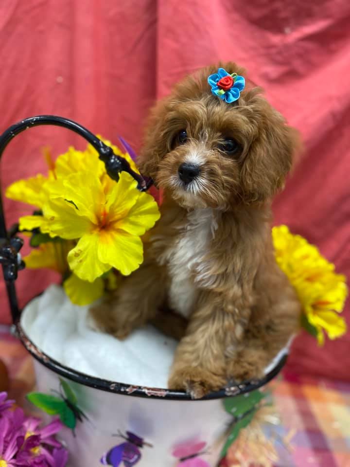 Grooming Haven Pet Salon Dog Hair Trimming Newburgh, IN