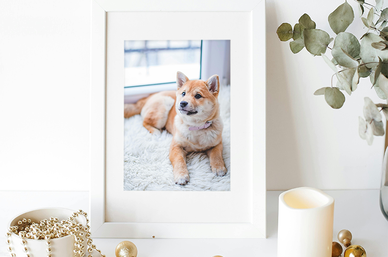 Framed photo of a tan dog on a white shelf with candles and gold decor