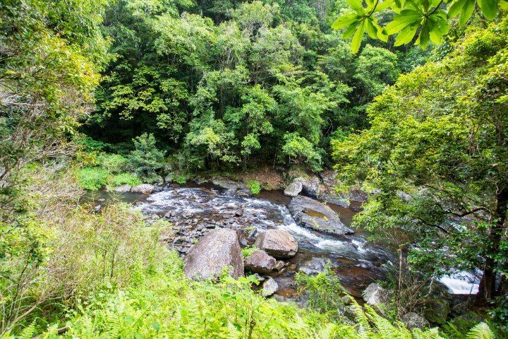 A Flowing River Winds Through a Lush Forest — Cairns Earthmoving Solutions In Redlynch, QLD