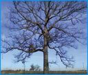 Albero spoglio con rami sparsi contro un cielo azzurro pallido.
