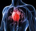 Modello anatomico umano che mostra un cuore rosso, evidenziato all'interno di un sistema circolatorio blu.