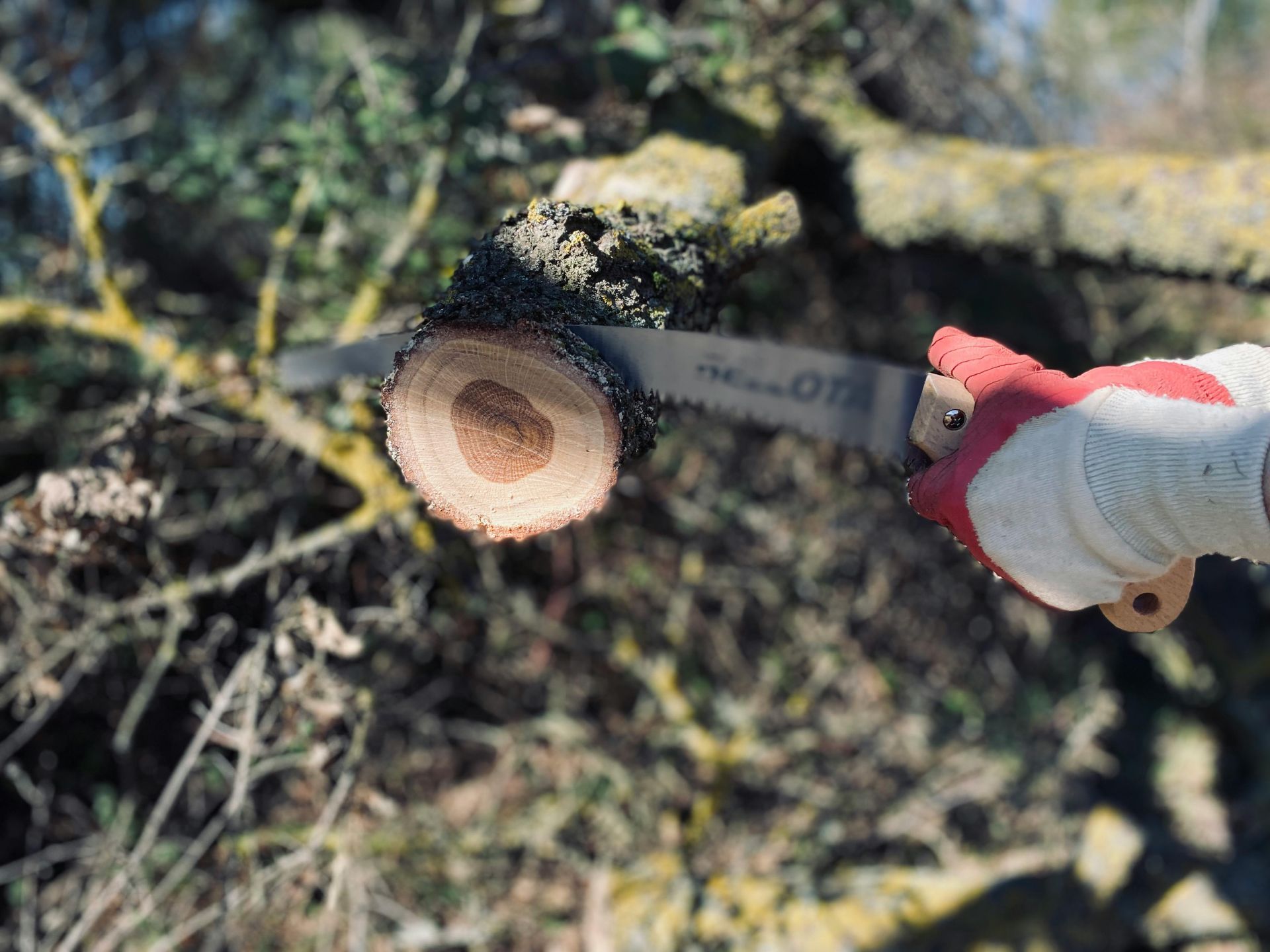 Person wearing gloves using a saw to cut a tree branch.