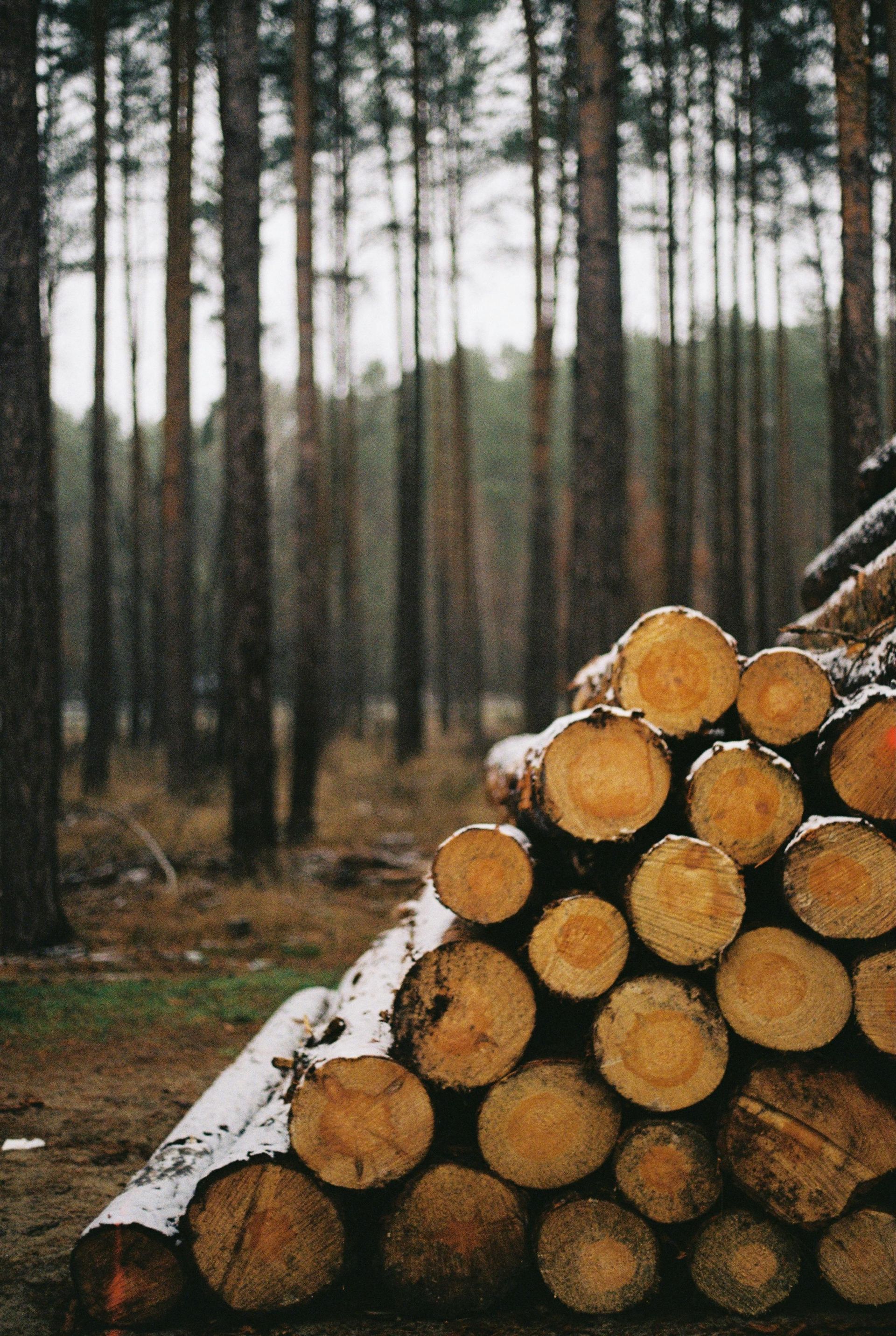Pile of cut logs in a forest; brown tree trunks stand upright in the background.