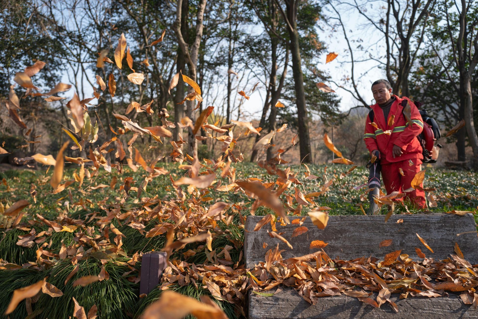 Person in red suit using leaf blower, blowing up golden leaves in a park. Trees in the background.