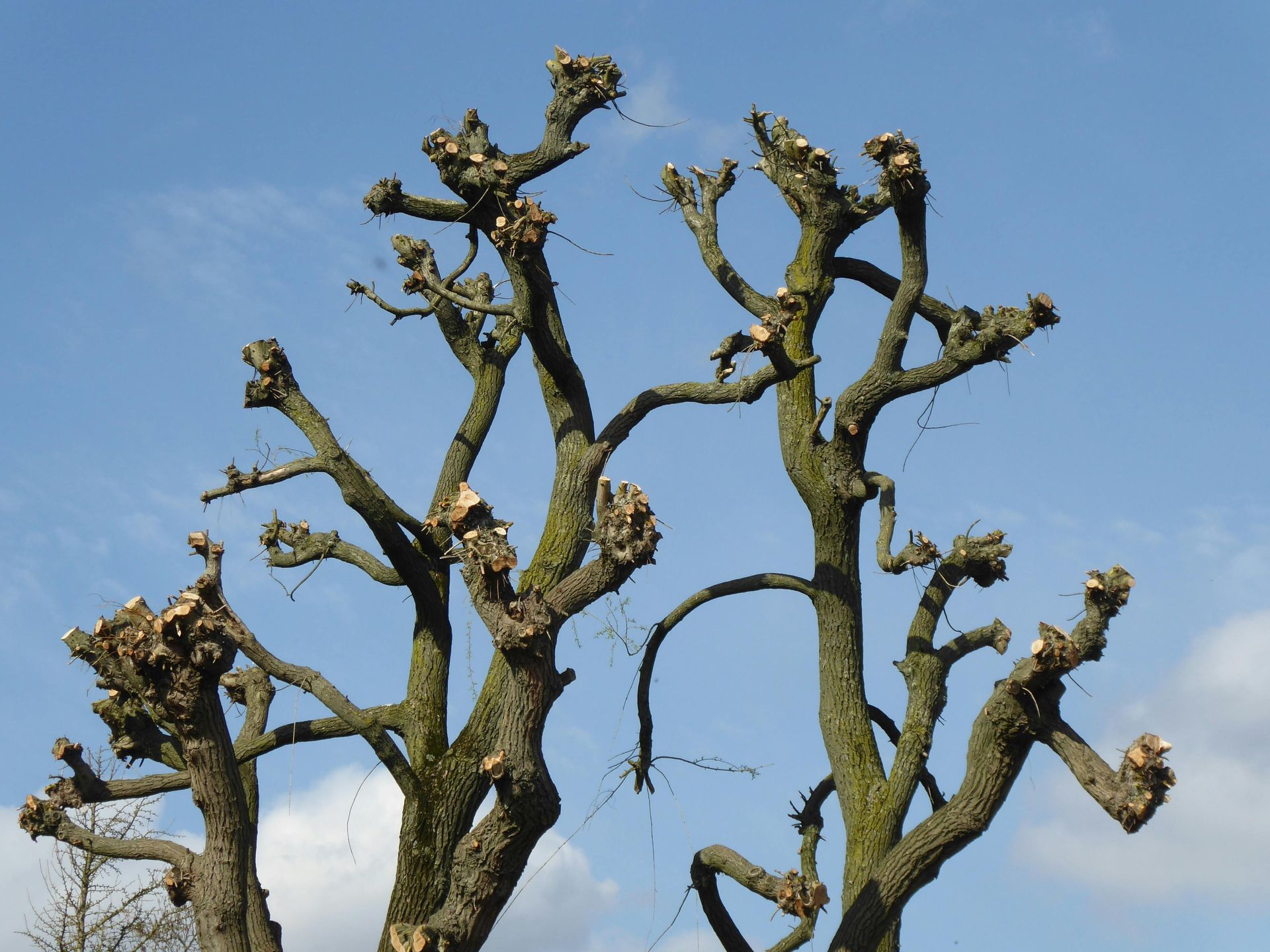 Pruned trees with many thick, stubby branches against a partly cloudy, blue sky.