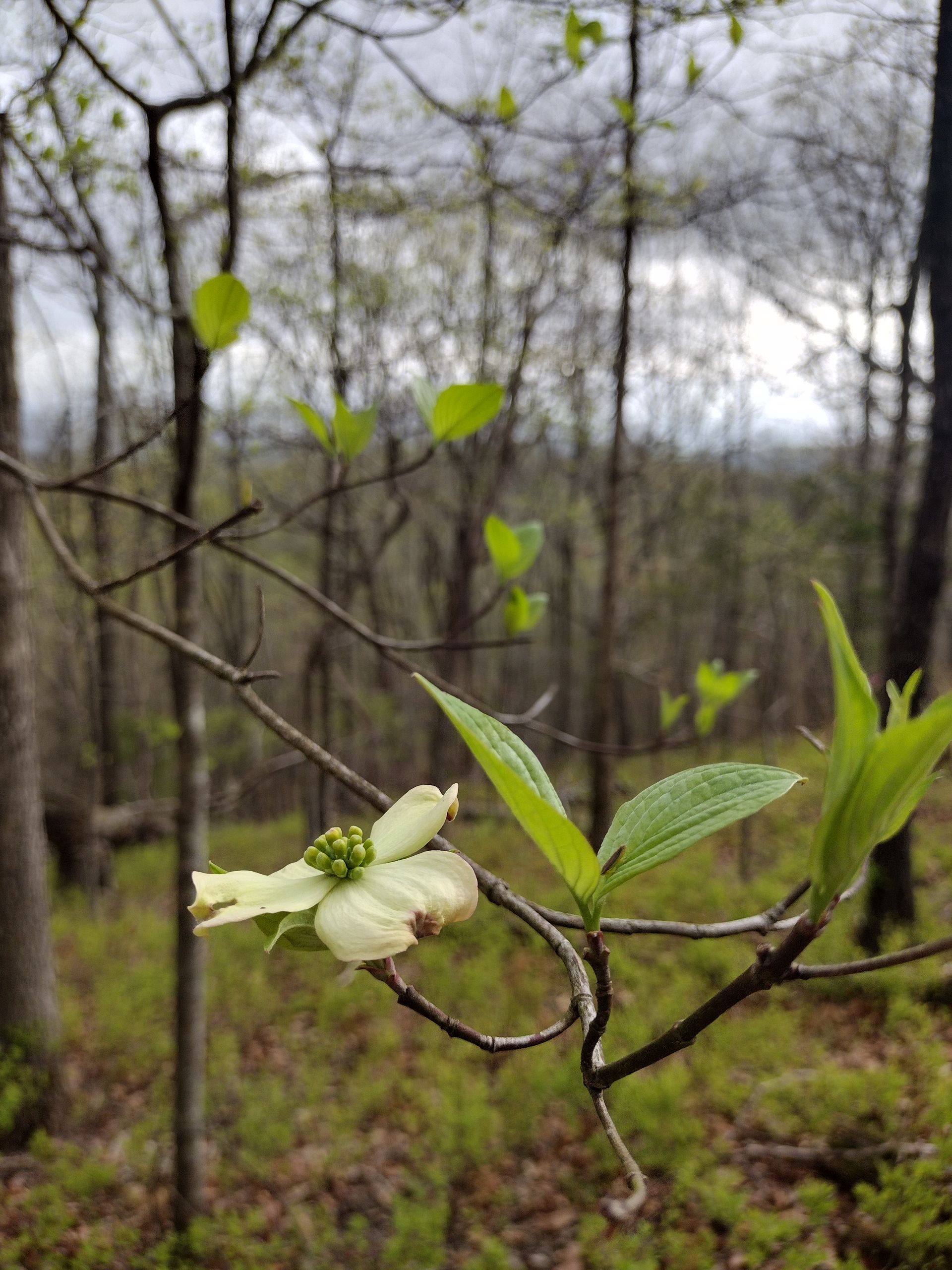 A close up of a dogwood flower on a tree branch in the woods.