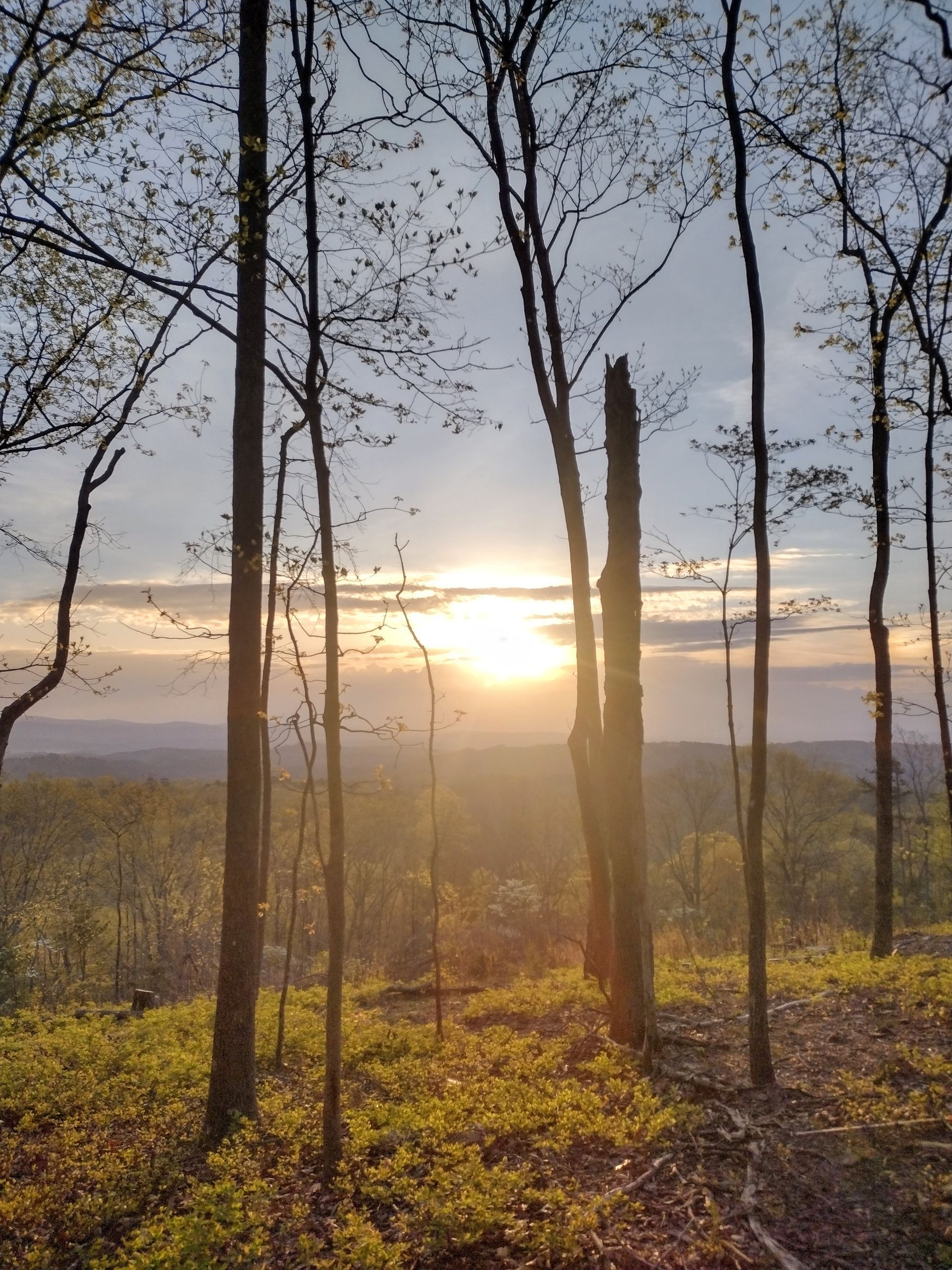 The sun is setting behind the trees in the mountains