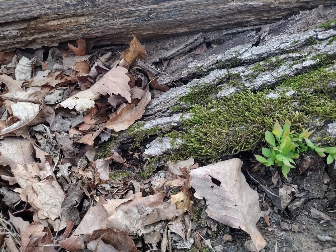 A pile of leaves and moss on the ground next to a tree trunk.