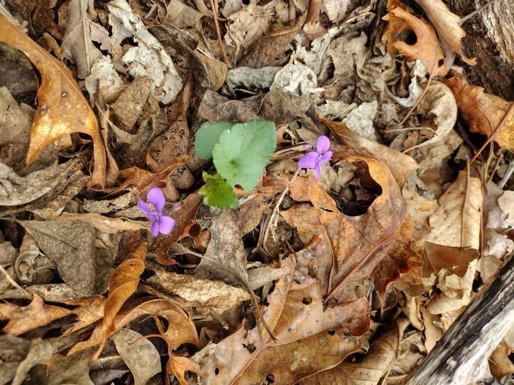 A small purple flower is growing out of a pile of leaves.