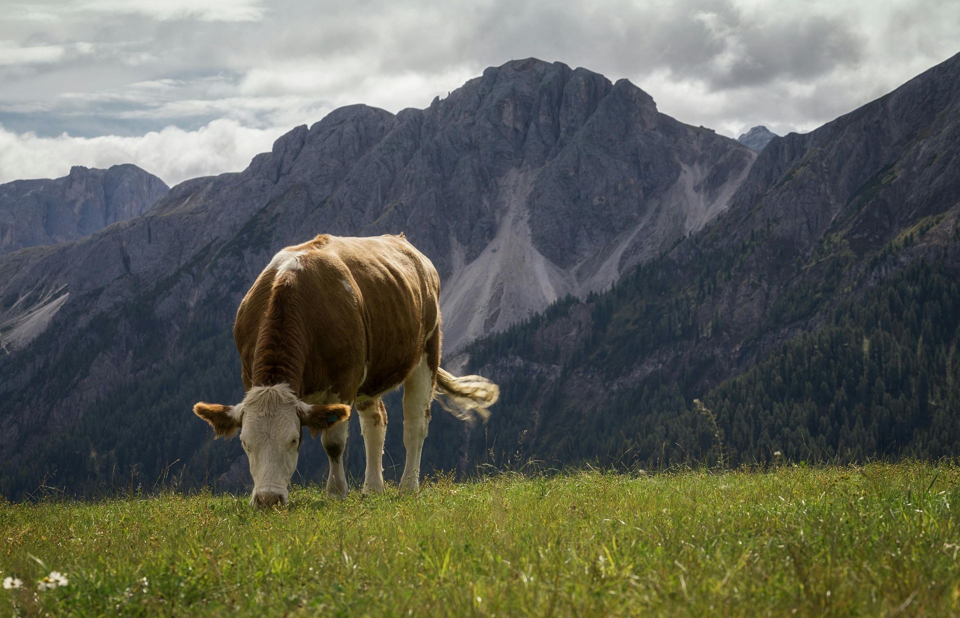 A cow is grazing in a field with mountains in the background.