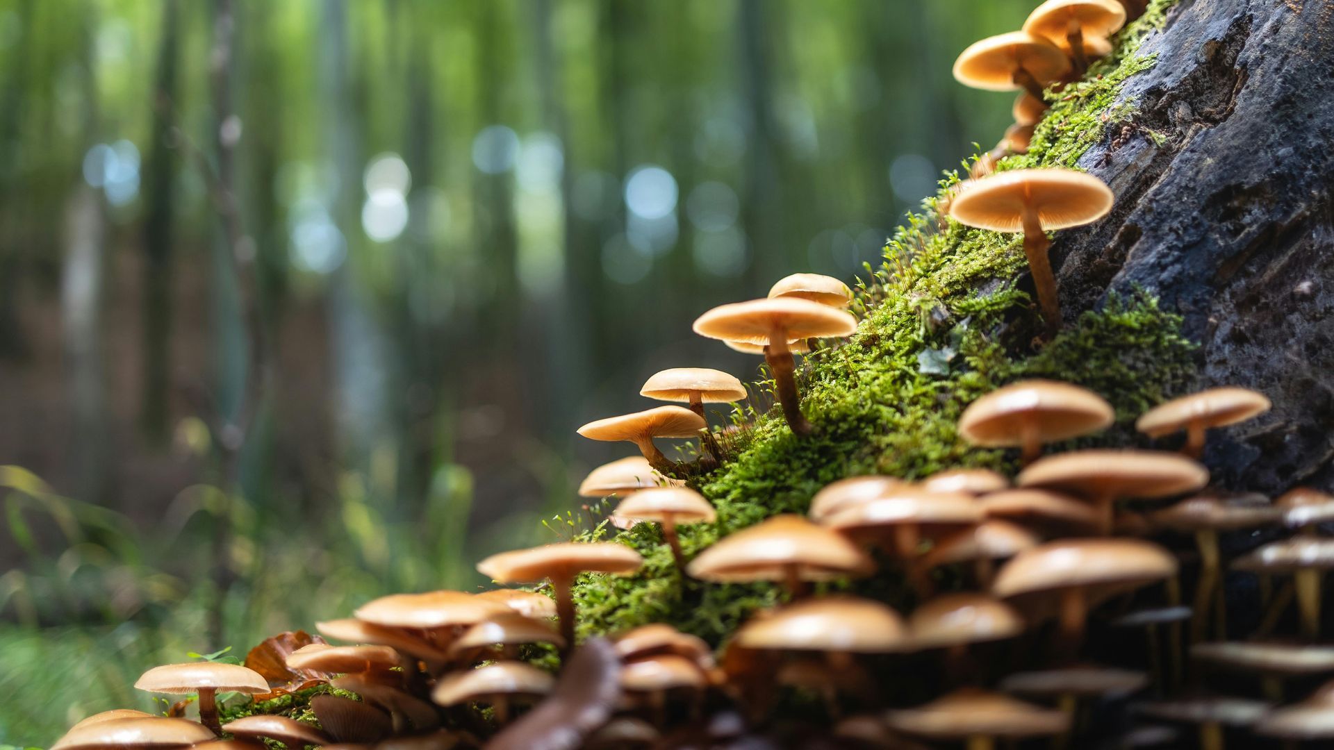 A bunch of mushrooms are growing on a tree stump in the woods.