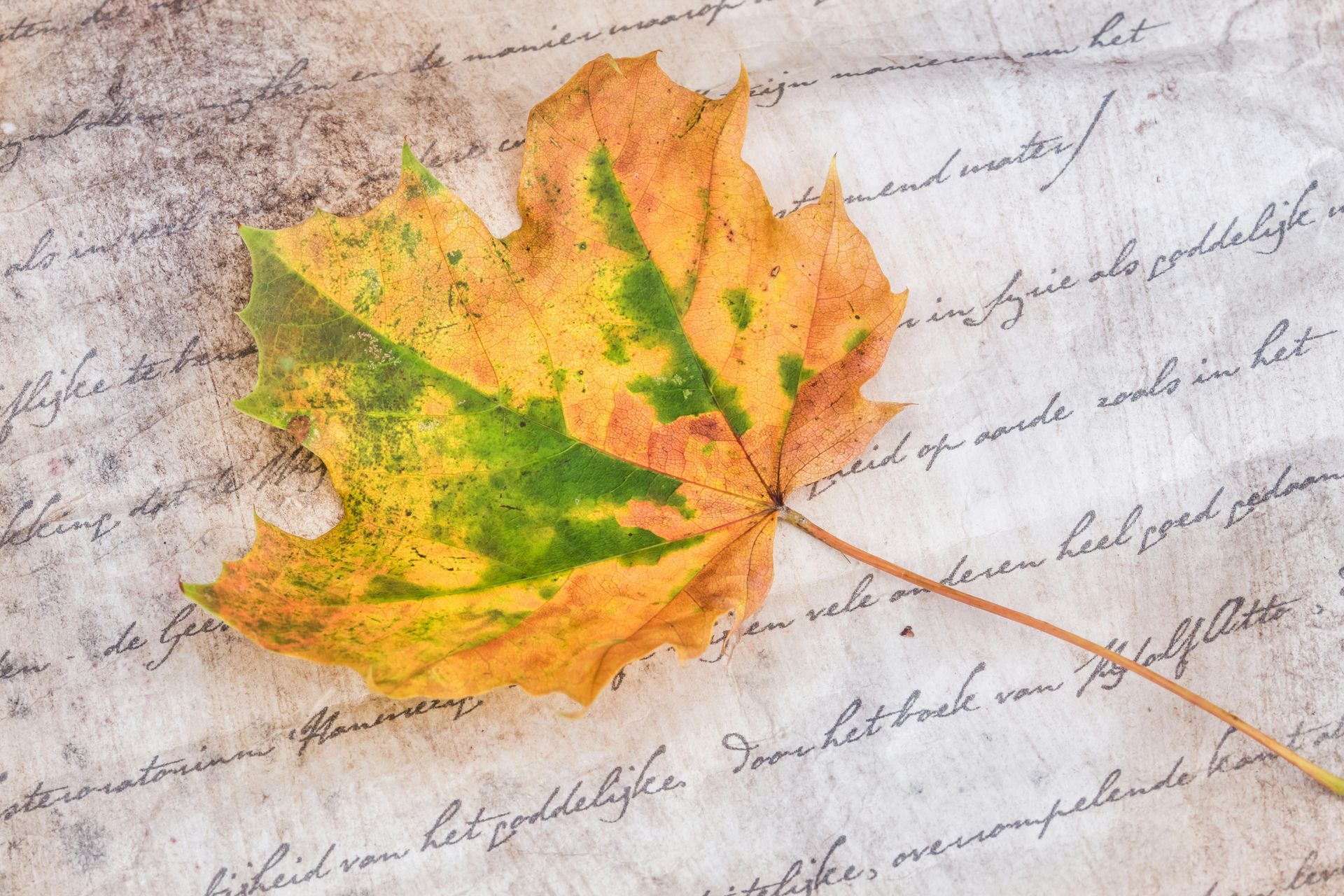 A maple leaf is laying on a piece of writing