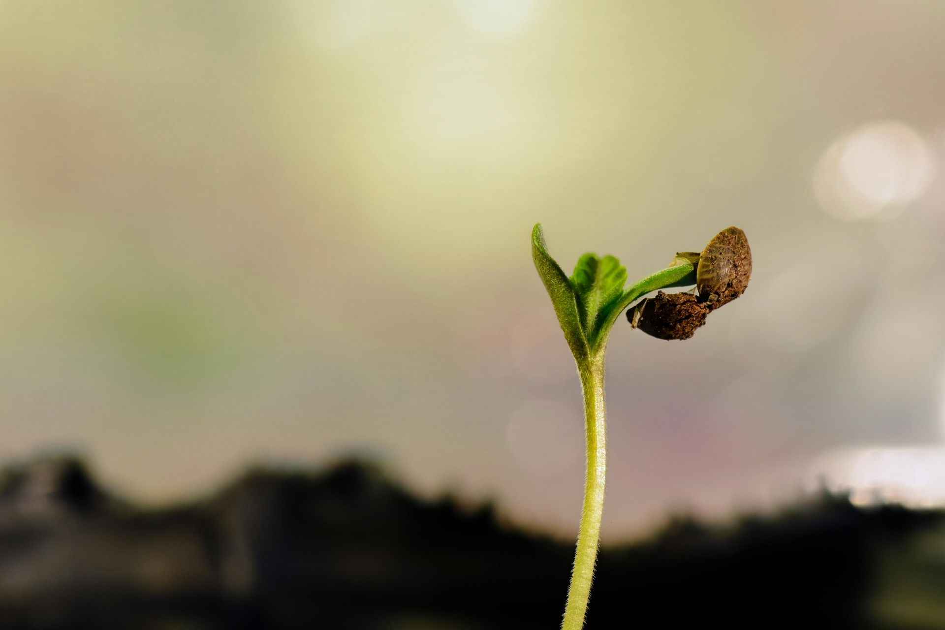 A small plant is growing out of the ground.