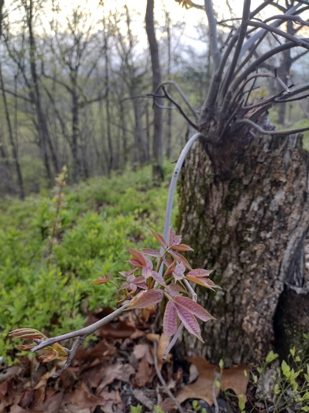A small plant is growing out of a tree stump in the woods.