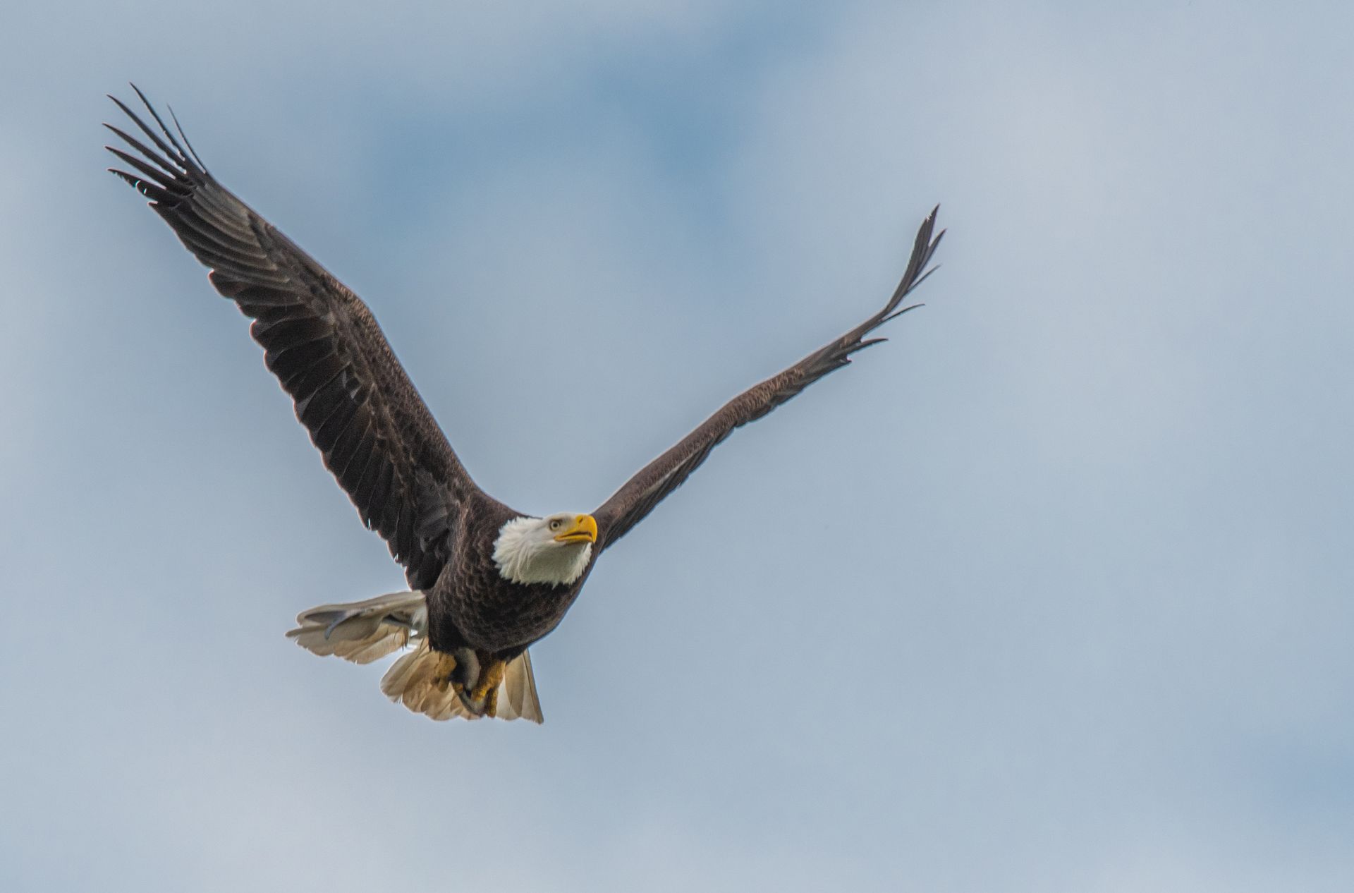 A bald eagle is flying through a cloudy blue sky.