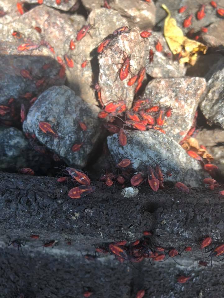 Red Boxelder Bugs — Rockland, WI — Scenic Bluffs Pest Control