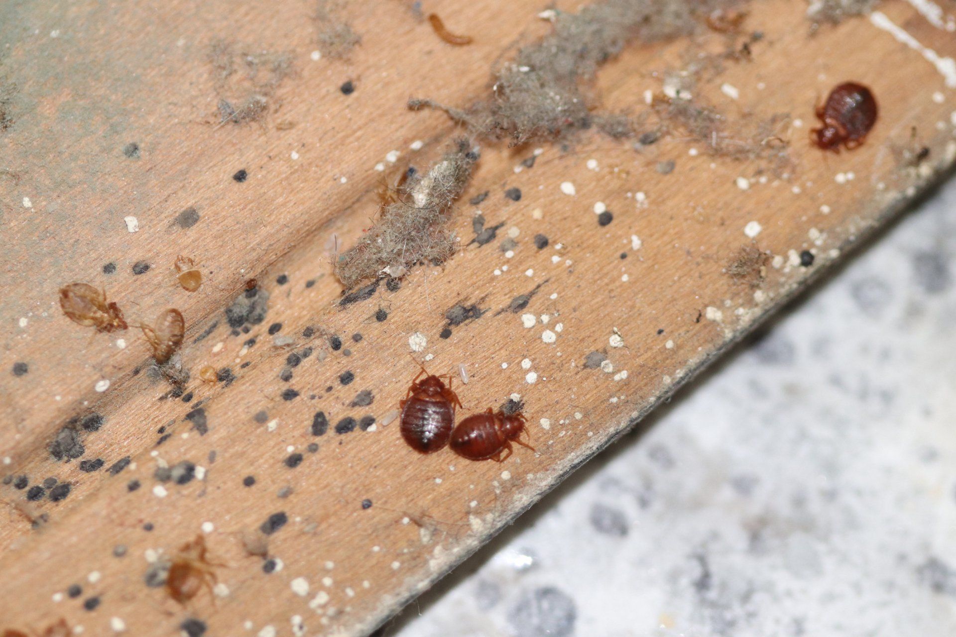 Bed Bugs — Rockland, WI — Scenic Bluffs Pest Control