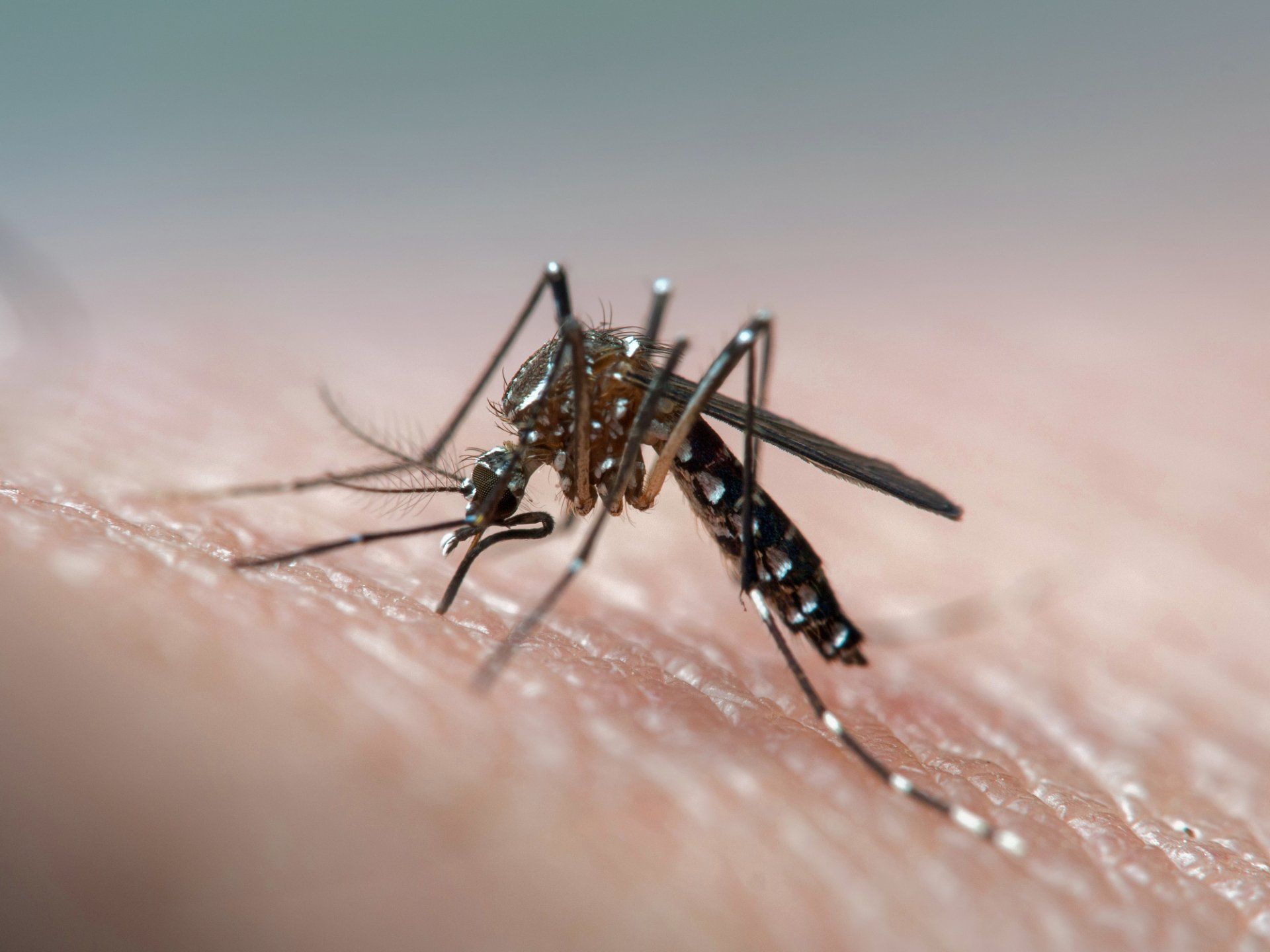 Mosquito Biting On Skin — Rockland, WI — Scenic Bluffs Pest Control