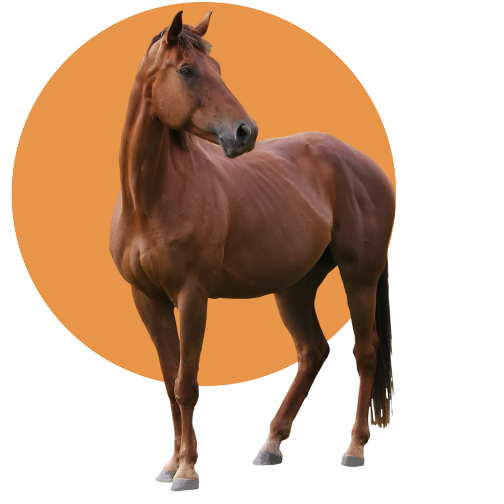 A Beautiful Horse