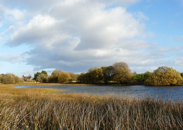 Lakeside view with golden reeds, trees, and a cloudy blue sky.