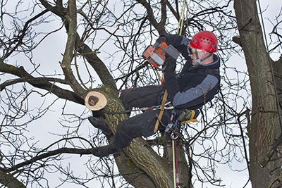professional tree trimmers