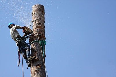 professional tree trimmers