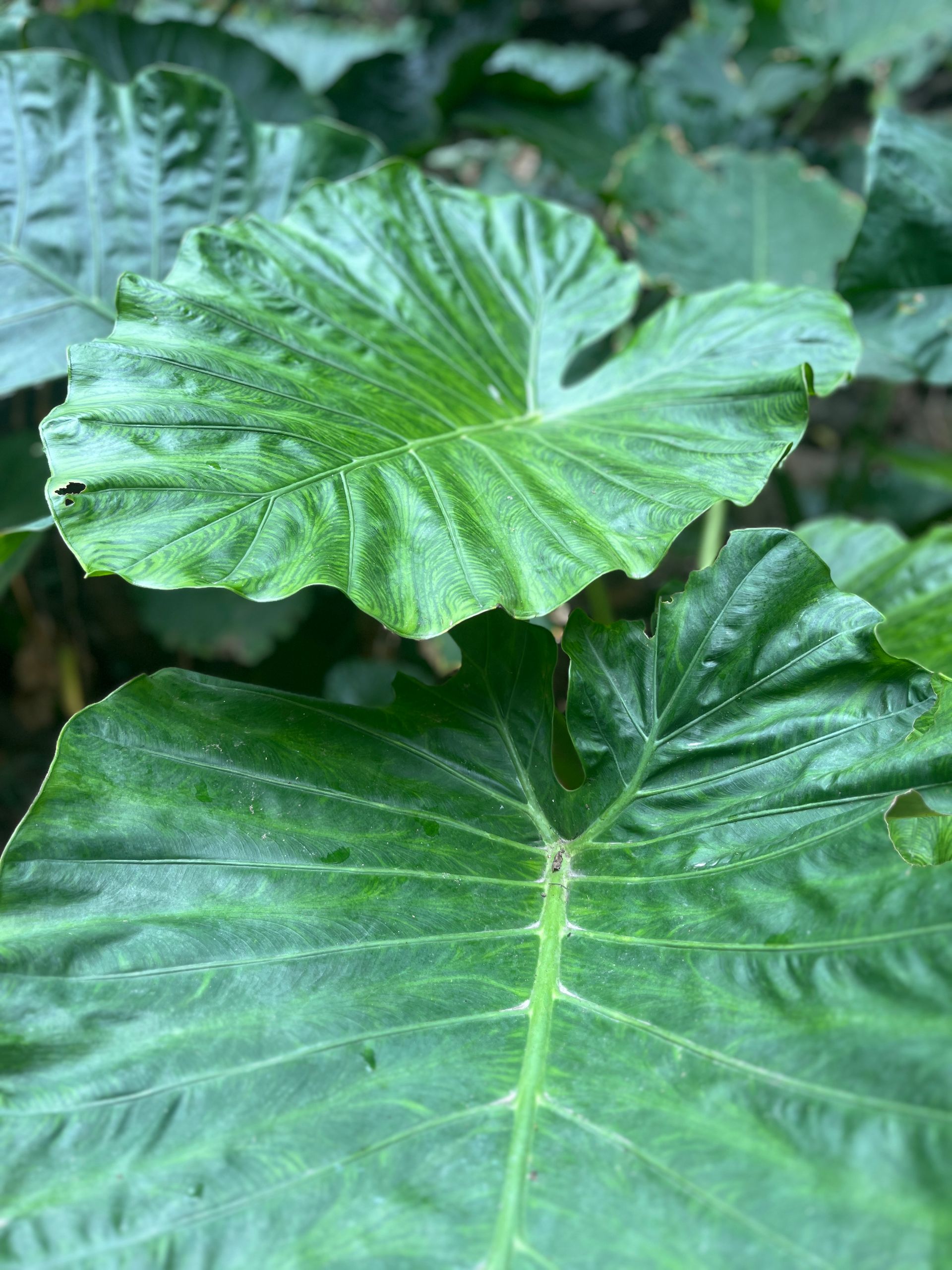 A close up of a large green leaf on a plant.