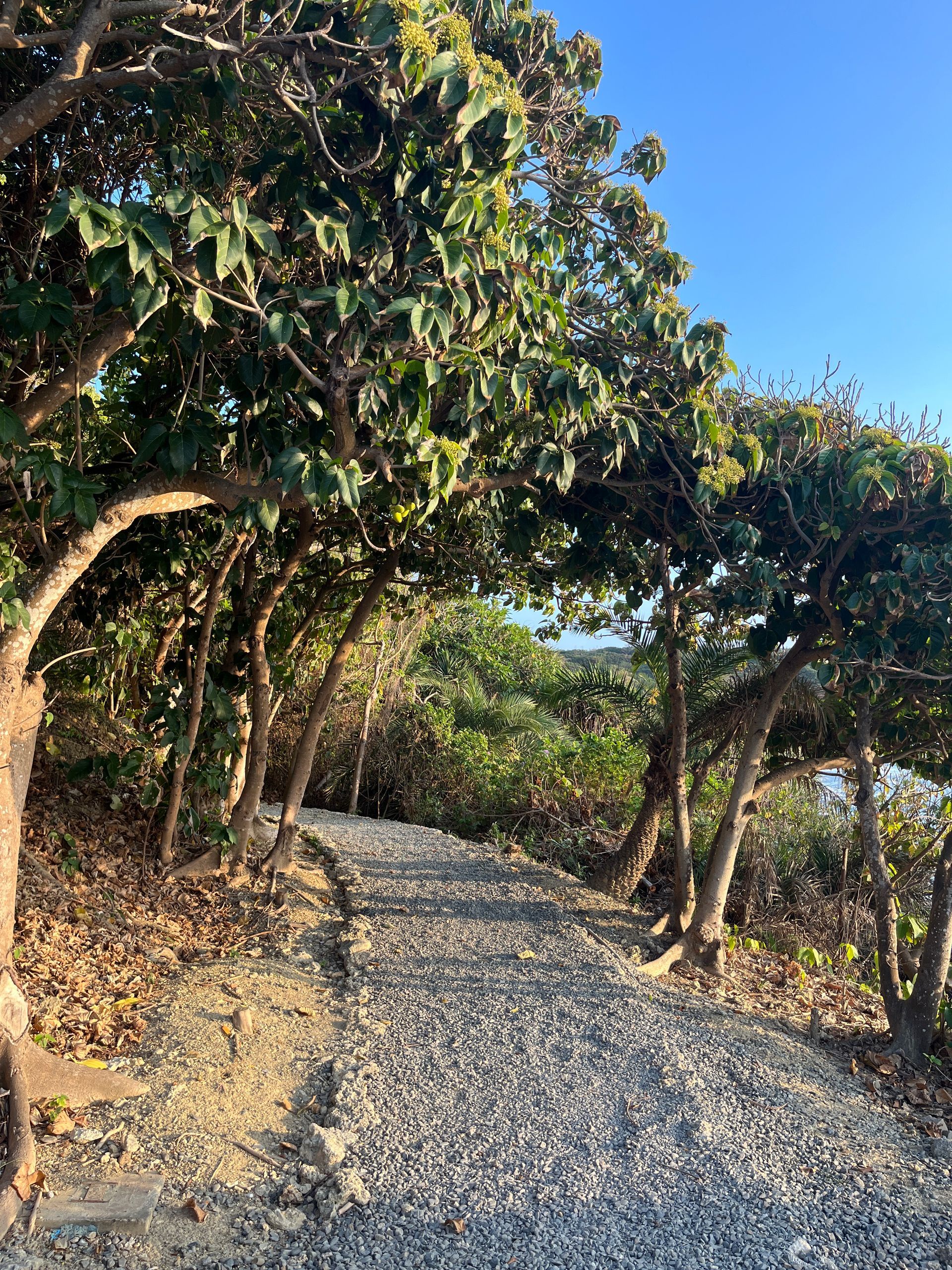 A gravel path surrounded by trees on a sunny day.