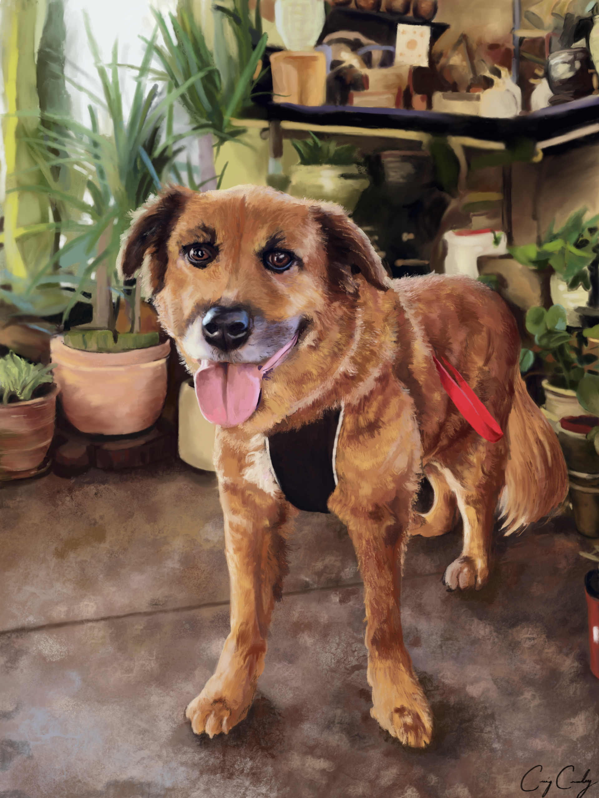 Happy brown dog with tongue out, wearing a harness, stands in a room with plants and a shelf in the background.