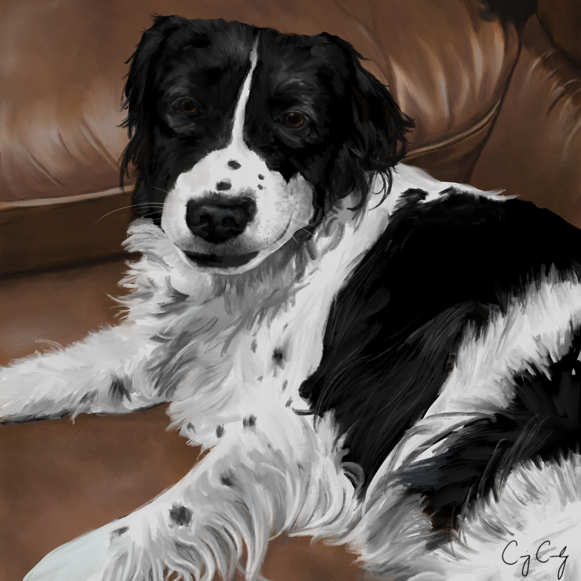 Black and white spaniel dog lounging on a brown leather couch.