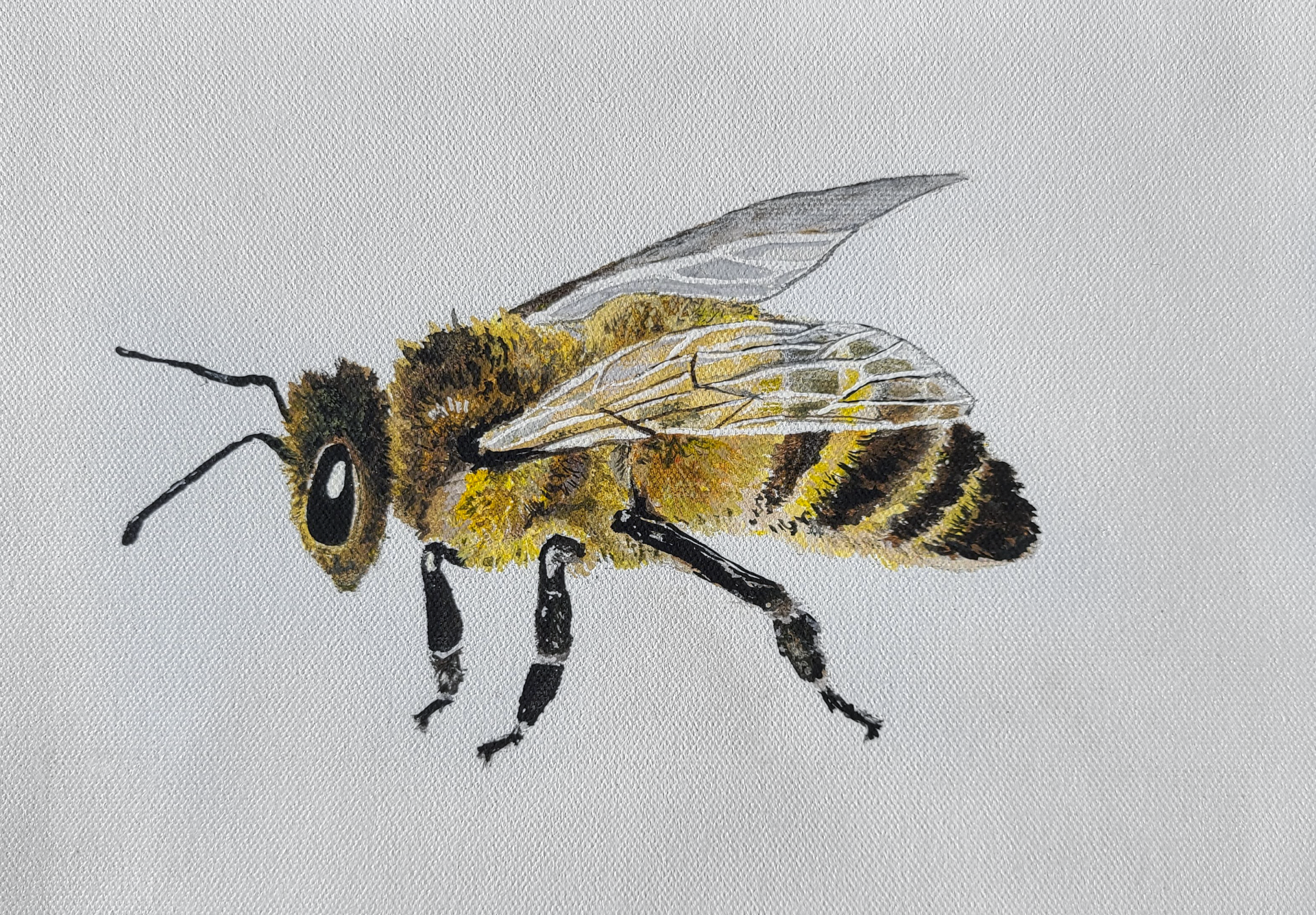 Honeybee with yellow and black stripes, wings extended, on a textured white background.