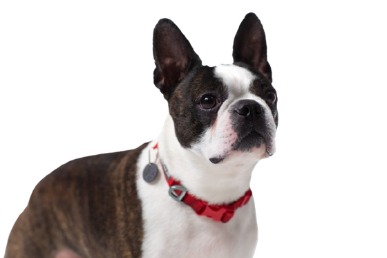 Brindle and white Boston terrier wearing a red collar, standing against a white background