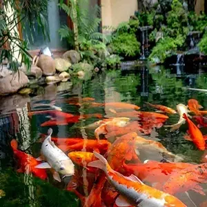 Koi fish swimming in a pond with rocks and lush greenery around it